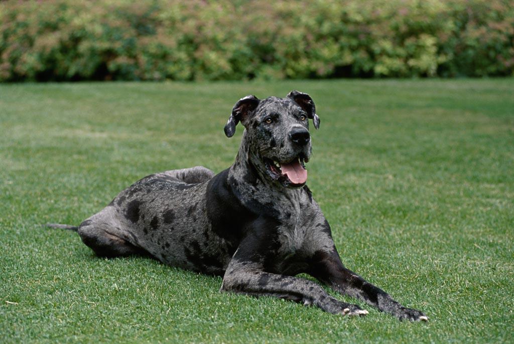 被小区不拴绳子的狗吓到了怎么办,孩子在小区内被未牵绳的狗追咬