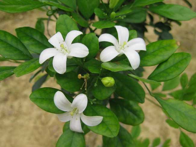 九里香养殖方法养几年才能开花呢,九里香盆景的养殖方法和关注事项