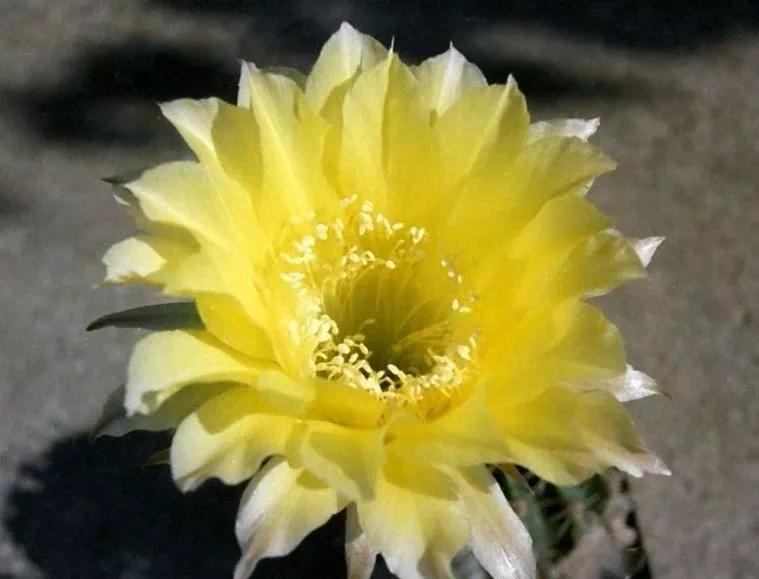 100种仙人球的品种视频,仙人球100种图片高清大图