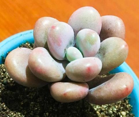 没有服盆的多肉严重缺水怎么补救,多肉吉娃娃叶片总是软软的不服盆