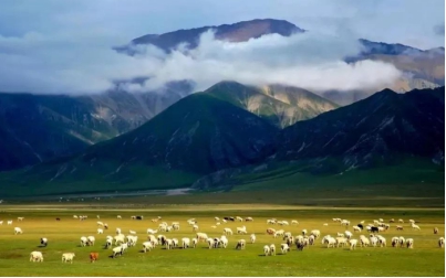 伊犁特色乳业驼奶,新疆驼奶粉和牛奶的区别