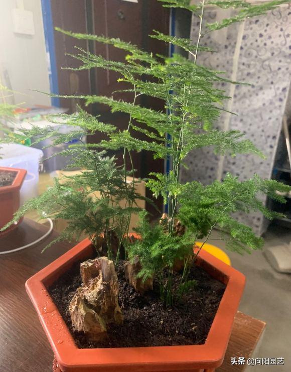 凤尾竹叶子发黄有蜘蛛网怎么补救,文竹叶子出现蜘蛛网发黄