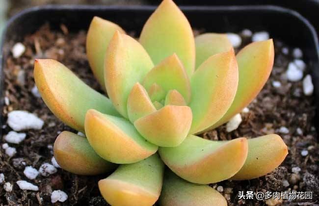 黄丽多肉植物怎么养,多肉植物黄丽养殖方法
