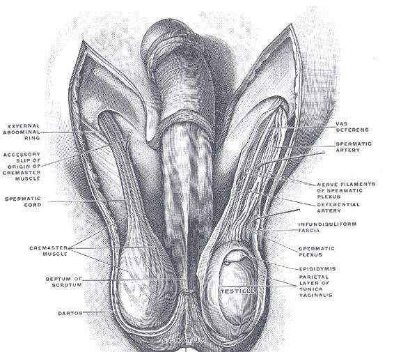 趣闻冷知识奇闻异事,关于蛋蛋的冷知识