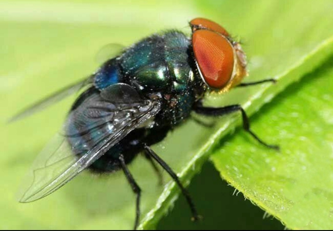 童年记忆里的小虫子,儿时的记忆夏天的风