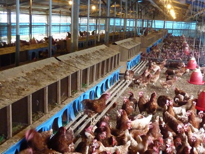 散养100只土鸡下蛋后怎么做不吵,10只散养土鸡下蛋时需要几个窝