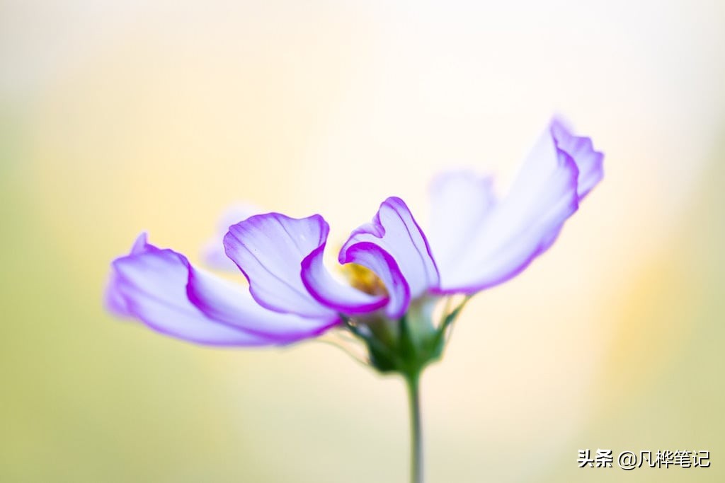 微距镜头和普通镜头有什么区别,什么是微距