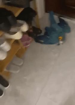 到底什么原因主人对金刚鹦鹉拳打脚踢，竟是金刚鹦鹉大声尖叫