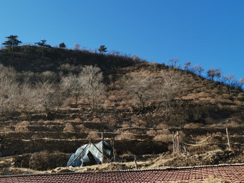 新生榆钱种子发芽,舒兰县榆树沟