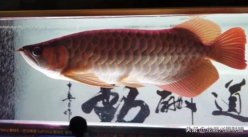 龙鱼兜嘴需不需要处理,龙鱼兜嘴怎么调理过来