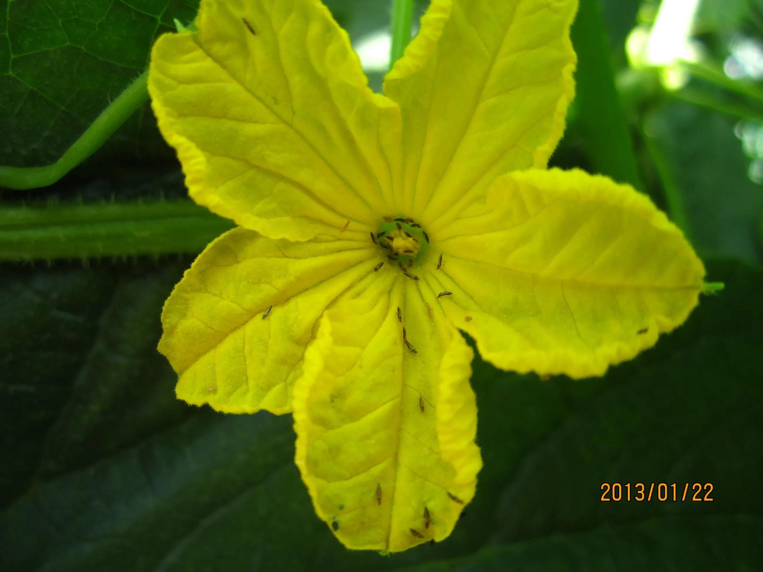 豆角蓟马最有效的防治方法,茄子蓟马最佳防治方法