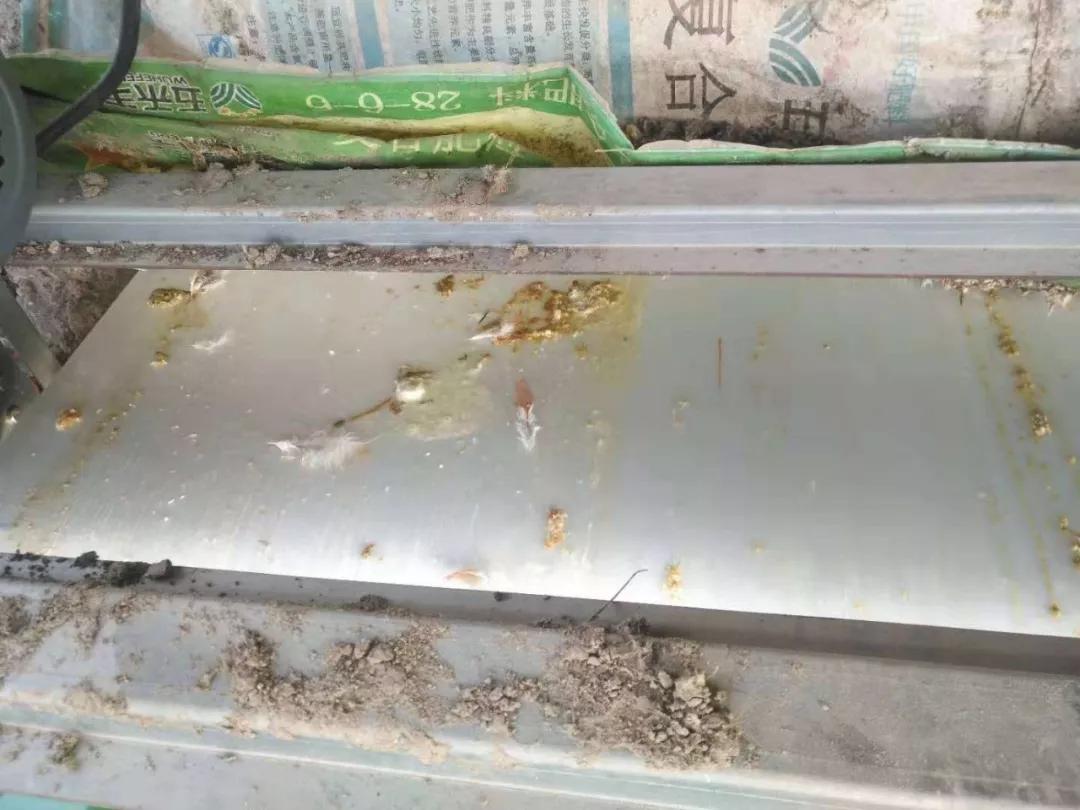 怎样养好青年鸡,鸡滑膜炎好治吗