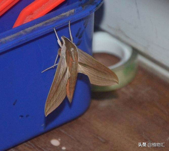 教你识别十大虫害,专治各种害虫图谱大全