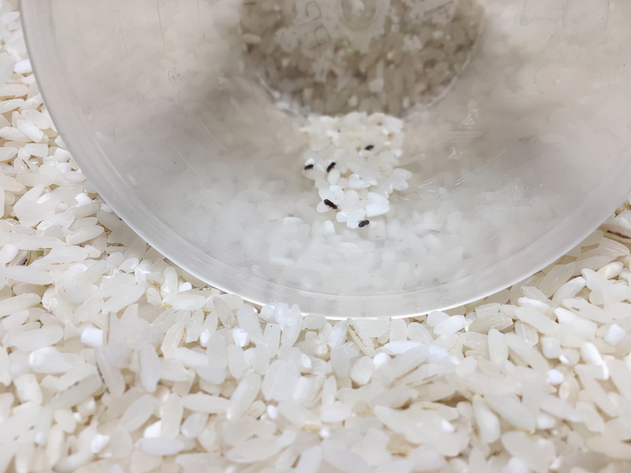 大米有黑色小虫子是什么虫子,大米里面有黑色小虫子哪里来