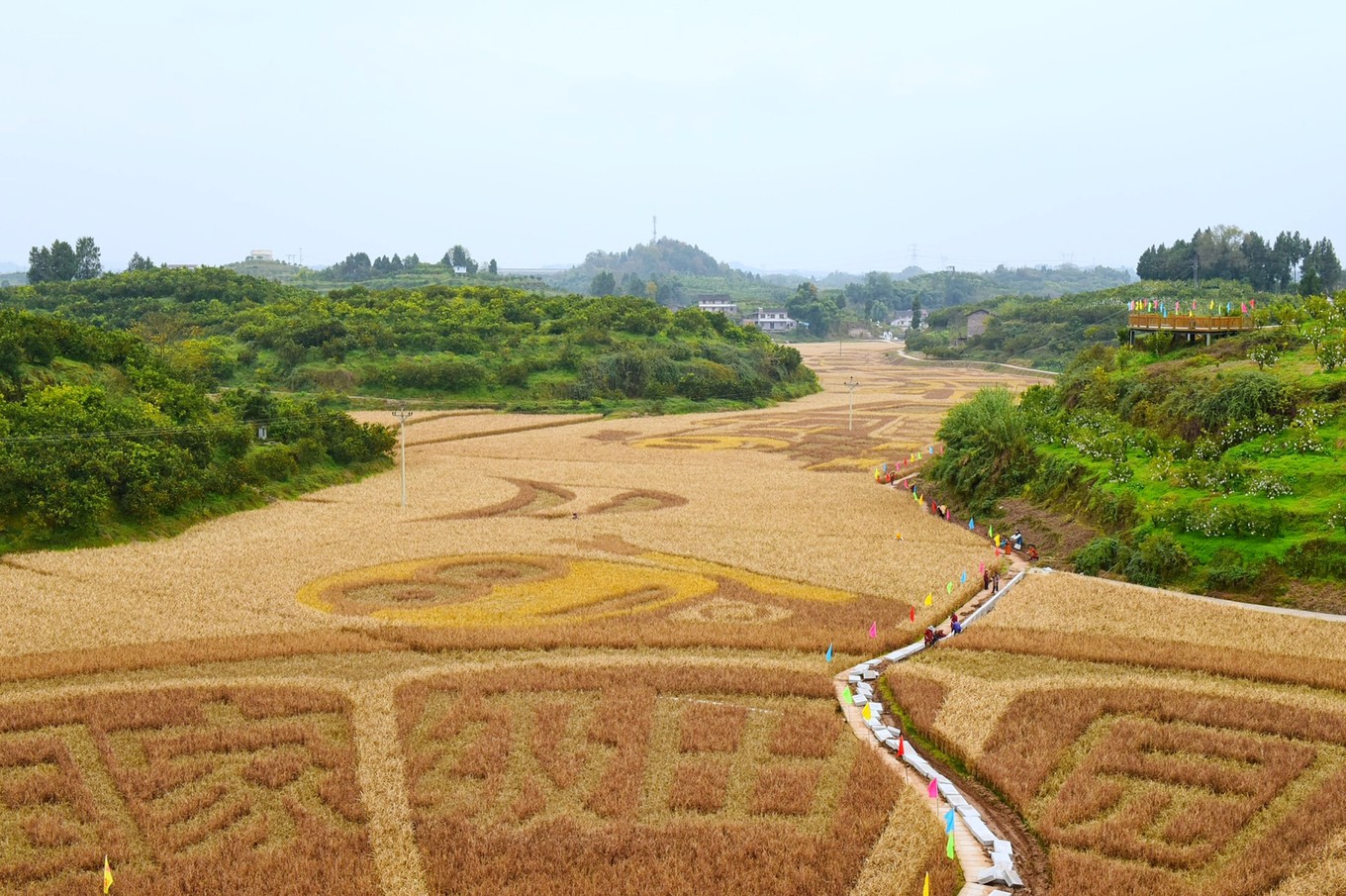 重庆市忠县柑橘园,柑橘之乡忠县