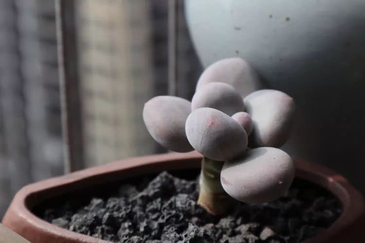 多肉名字怎么记,多肉的品种图片及名字寓意