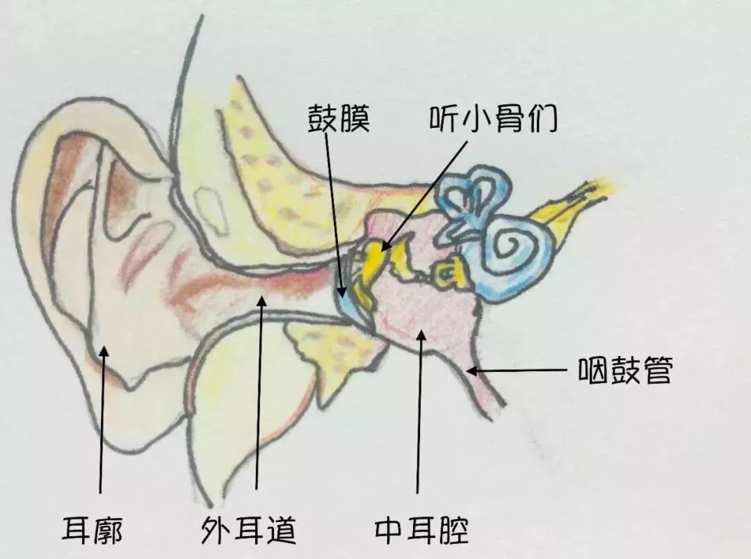 分泌性中耳炎原来是鼻子惹的祸,分泌性中耳炎是治鼻子还是耳朵