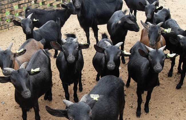 怎样养山羊肉才好吃,如何正确养山羊