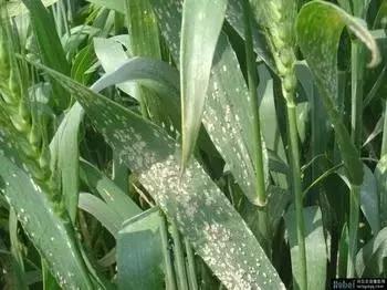 小麦叶片发白是什么病用什么药,小麦叶片有白斑怎么治