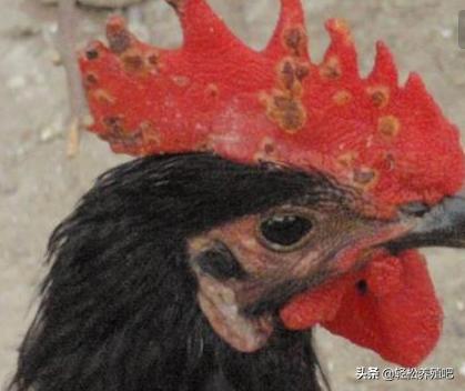 养殖鸡技术措施,鸡痘防治大全