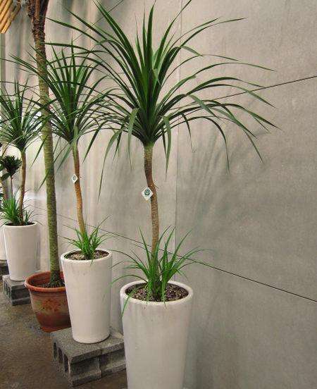 龙血树植物好养么,正宗龙血树大棵好养吗