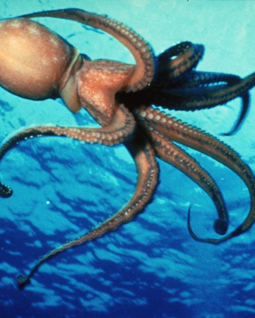 章鱼是如何交配的？一个用“鼻孔”繁殖的生物
