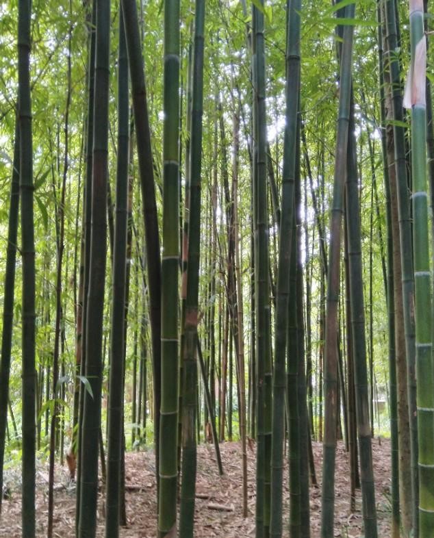 南宁狮山公园以前是尸山吗,广西南宁狮山公园现状