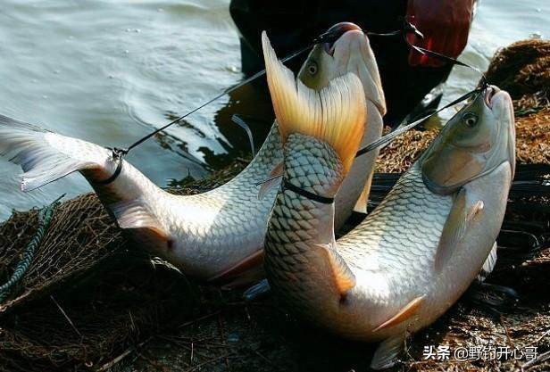 钓回来的鲤鱼怎样处理不会死