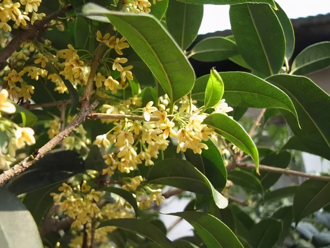 桂花发了好多新芽,桂花品种对比一览表