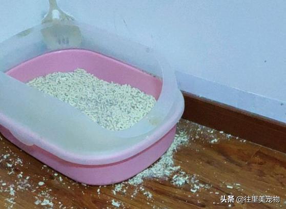 猫咪上完厕所总是有粘液,猫咪上完厕所脚上会带出粑粑