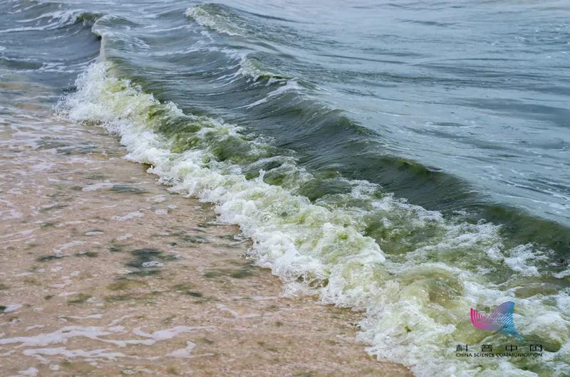现在海水污染海鲜有毒吗,海水被污染了海鲜还能吃吗