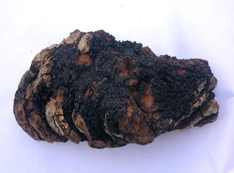 褐孔菌怎么吃的好？