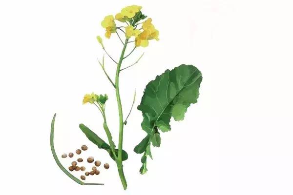 芥菜籽制芥末和山葵的区别,日本的芥末到底是山葵还是辣根