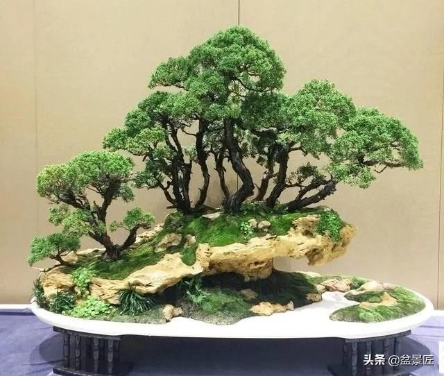 盆景如何抑制侧枝生长,盆景徒长怎么处理