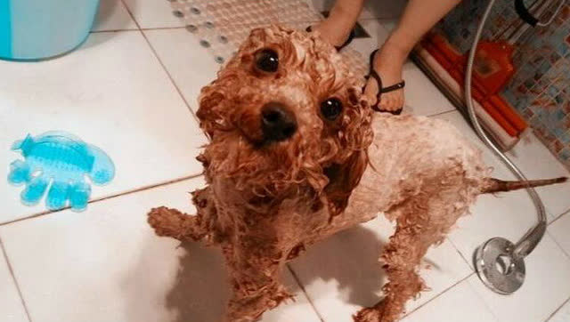 泰迪半岁突然鼻头褪色怎么回事,泰迪鼻子上面的毛褪色怎么回事