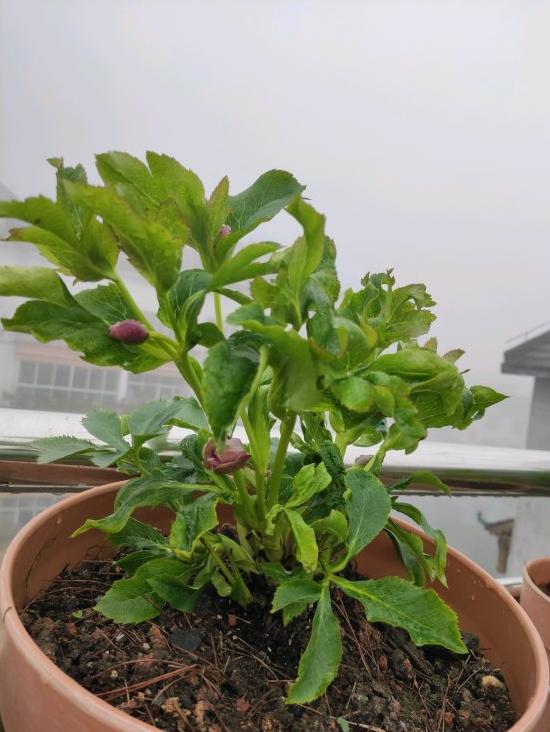 冬天零下冻不死的花,零下十度也冻不死的茉莉花