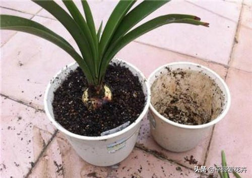 不缺水叶子打蔫了怎么办,夏季中午为什么浇水反而会萎蔫