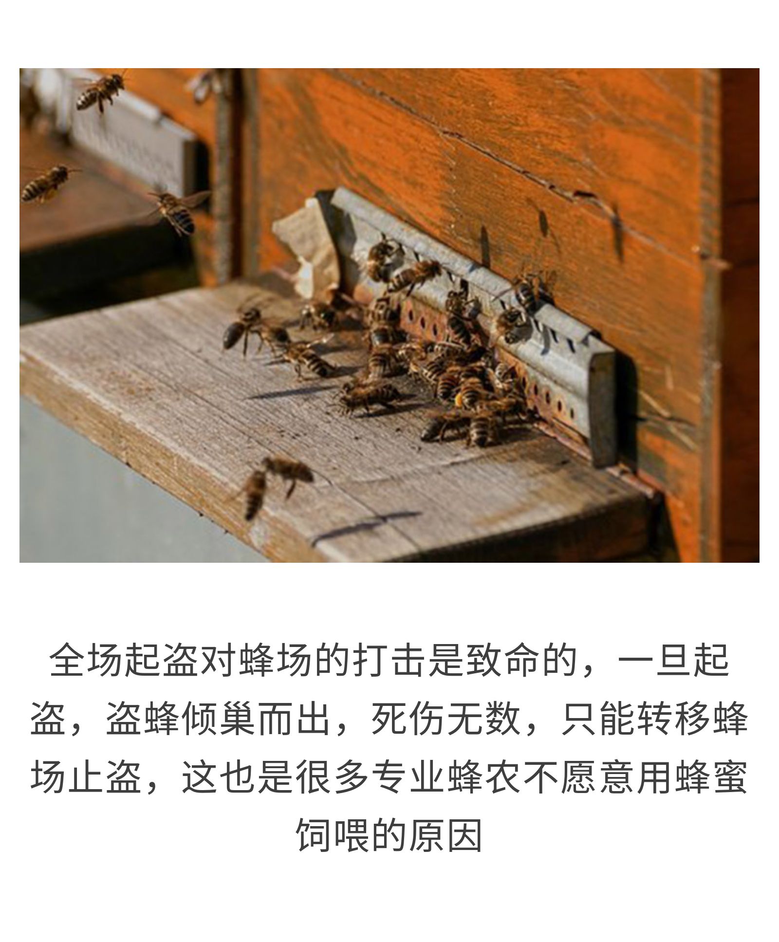 你所深恶痛绝的白糖，竟是小蜜蜂的救命干粮