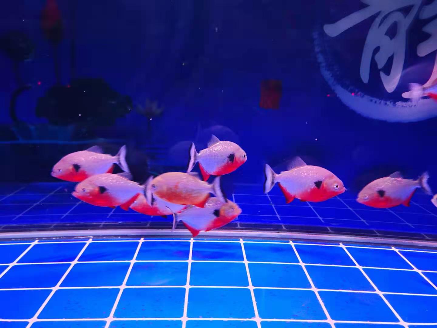 自己从未饲养过的观赏鱼,新手养观赏鱼需要准备哪些