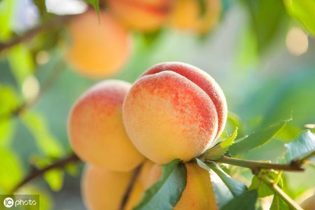 桃树流胶严重导致树死,桃树树干流胶病的治疗方法