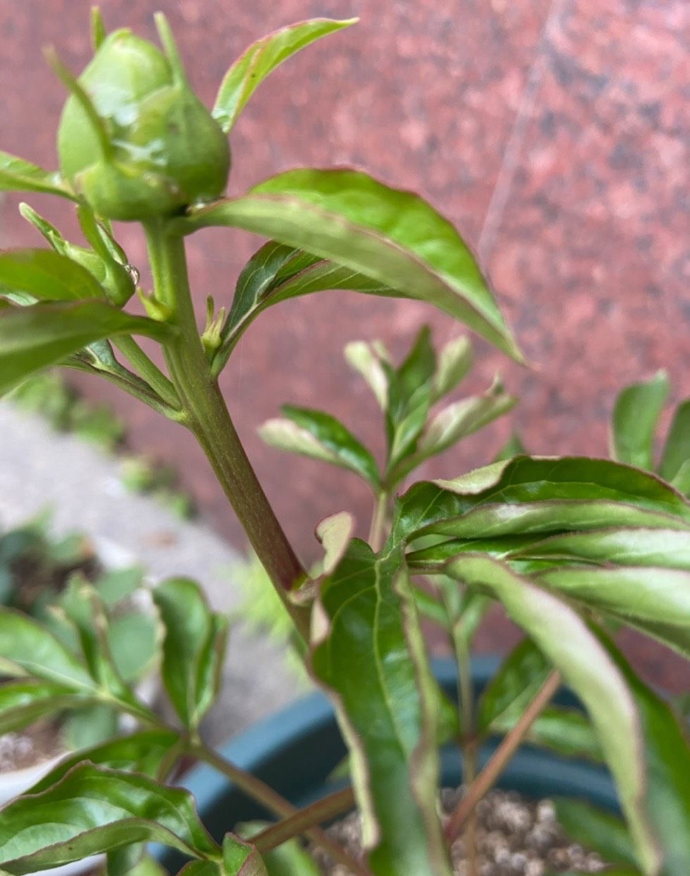 盆栽芍药怎么养用什么肥,盆栽芍药夏天怎么养