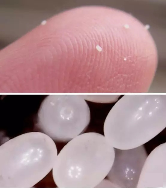 小小跳蚤全部小说,小小的跳蚤