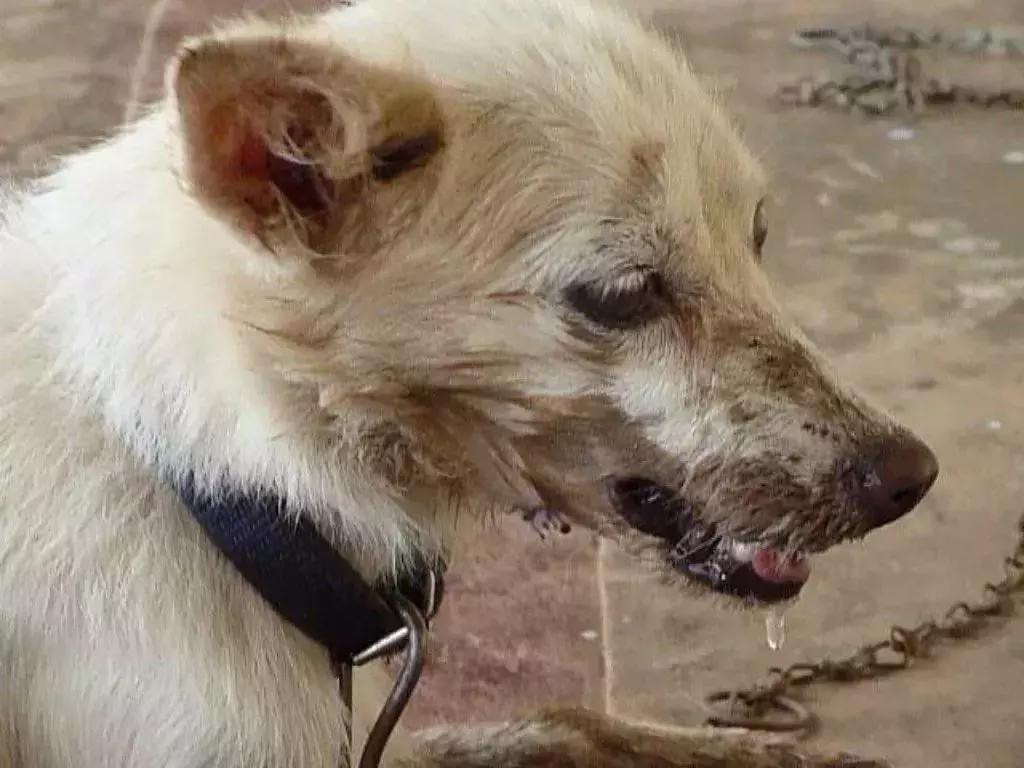 犬猫在什么情况下才会传染狂犬病,狂犬病是患病的猫才会传播的吗