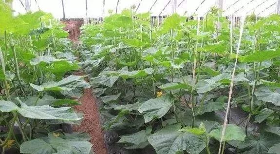 黄瓜龙头出现问题,黄瓜龙头烂了是什么原因