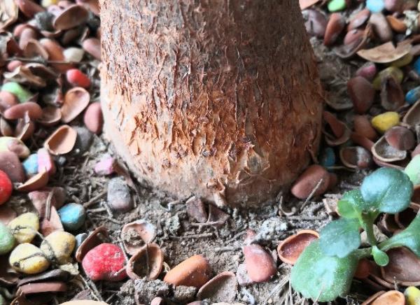 步步高发财树顶端主干发霉腐烂,大发财树主干上端腐烂怎么补救