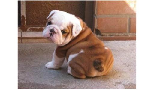 狗狗要定期挤肛门腺吗，到底有什么作用？了解下背后的秘密