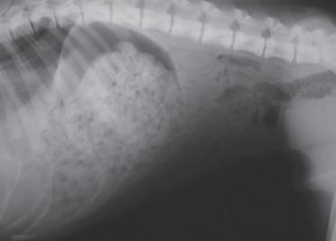 犬膈疝,犬膈疝最佳治疗方法