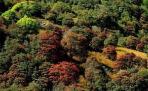 临沧普洱茶产区,临沧茶产区