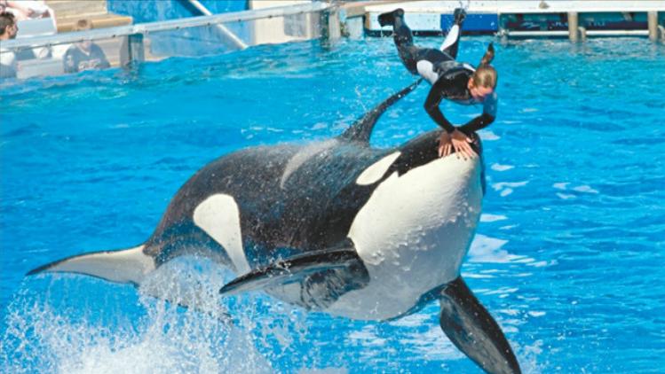 巨型大白鲨真的存在吗,最可怕的巨型大白鲨