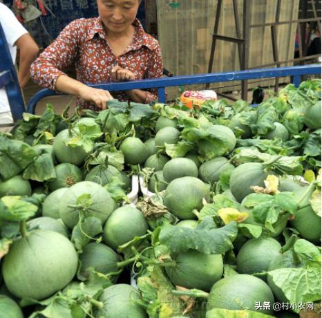 2024农村创业种植什么前景好,农民创业适合种什么